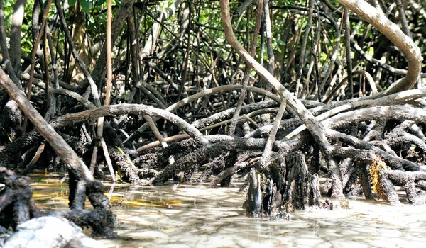 Mangrovenwald an der Küste — Stockfoto