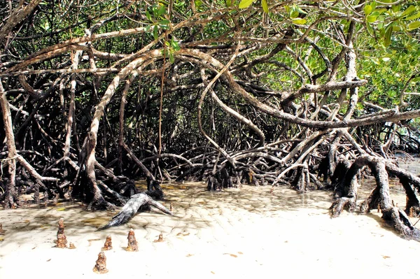 Mangroveskogen vid kusten — Stockfoto