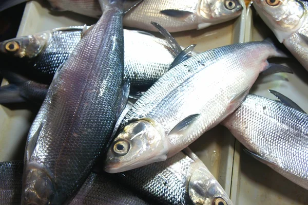 Colorful fish for sale in the public market. — Stock Photo, Image