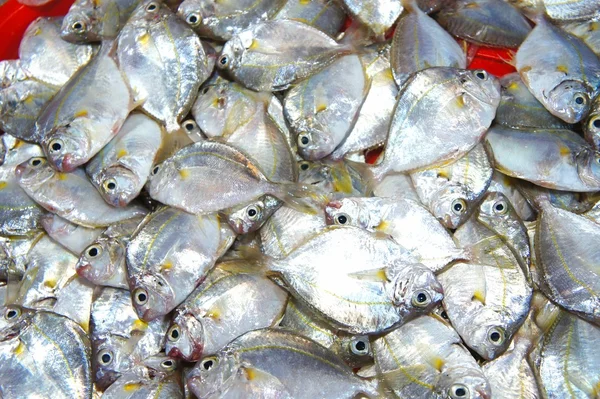 Colorful fish for sale in the public market. — Stock Photo, Image