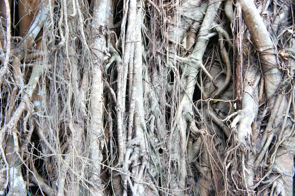 Podłoże. Korzenie drzew tropikalnych i kamienie. — Zdjęcie stockowe