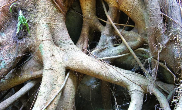Podłoże. Korzenie drzew tropikalnych i kamienie. — Zdjęcie stockowe