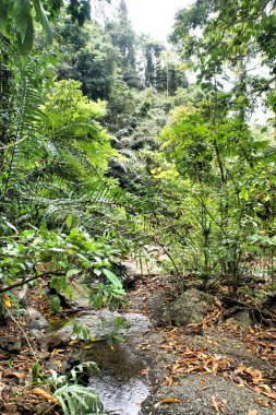 Tropik bir bitki yaprakları. Arka plan.
