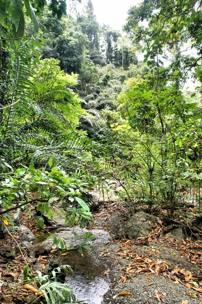 Tropik bir bitki yaprakları. Arka plan.