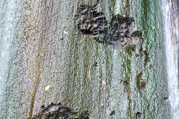 Bakgrund. stenar och klippor. ett foto i naturen — Stockfoto