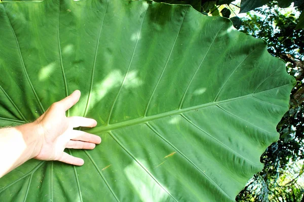 Helder groen regenwoud. Filippijnen. Palawan Island . — Stockfoto
