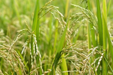 Pirinç. Türkiye pirinç çiftliğinde