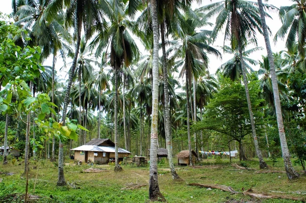 Paisaje tropical. Granja de cocoteros. Filipinas . — Foto de Stock