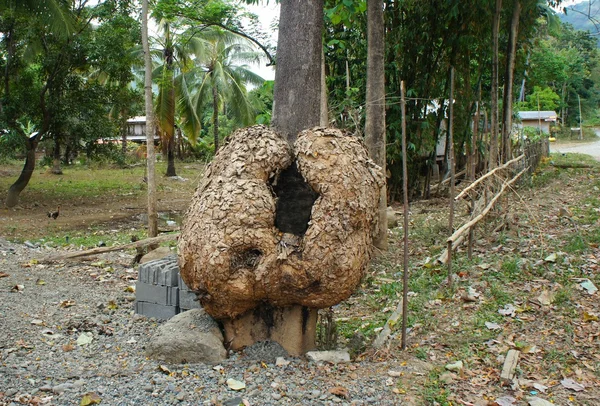 The large build-up in the trunk of a tropical tree.