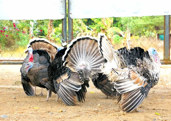 Büyük Türkiye'nin güzel kuyruklarını göster. Törensel dans . — Stok fotoğraf