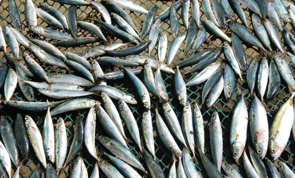 Ortak Pazar satışı için renkli balık.