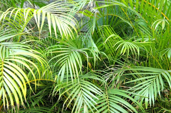 Jasny zielony tropikalnych lasów deszczowych. Filipiny. Palawan wyspa . — Zdjęcie stockowe
