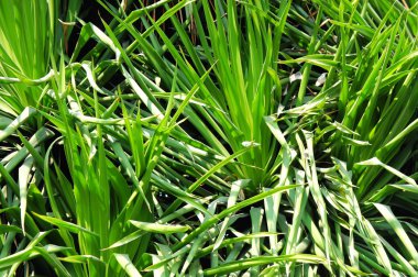 Parlak yeşil tropikal yağmur ormanları. Filipinler. Palawan Adası .