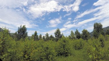 Güzel yaz yatay, huş ağaçları. Sibirya. Khakassia.