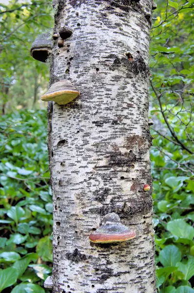 Pilze Die Auf Einem Alten Baumstumpf Wald Wachsen Sächsische Berge — Stockfoto