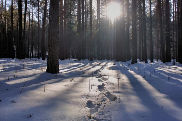 Το φως περνά μέσα από τα κλαδιά των δέντρων. Σιβηρία. Το χειμώνα. Khakassia. — Φωτογραφία Αρχείου