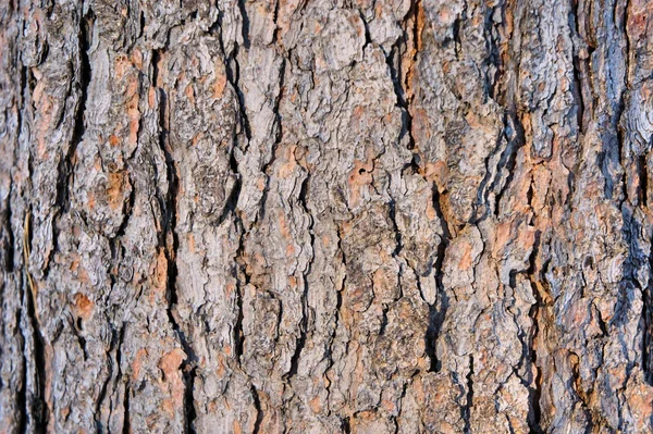 杉樹皮。抽象的な背景。冬。シベリア。ハカス. — ストック写真