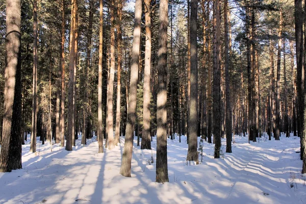 Schlanke junge Kiefernwälder. Winter. Sibirien. Chakassien. — Stockfoto