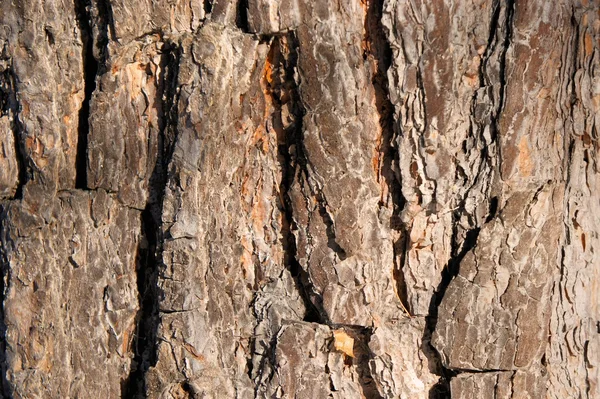 松の樹皮。抽象的な背景。冬。シベリア。ハカス. — ストック写真