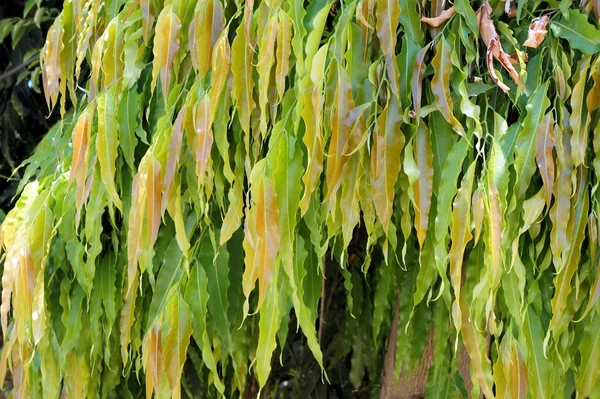 Tropik ağaç güzel uzun yaprakları. Arka plan.