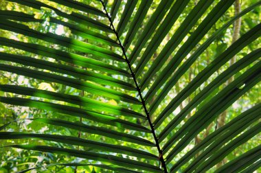 Yeşil etli tropik bitkilerin yaprakları. Çiçek süsleme. Bitkisel arka plan.