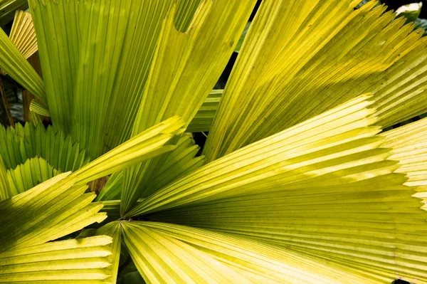 Soczyste zielone liście roślin tropikalnych. Kwiatowy ornament. Wegetatywnego tło. — Zdjęcie stockowe
