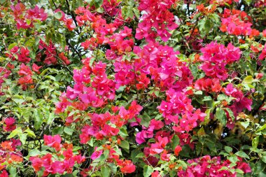 Çiçekli parlak tropikal çalı. Tropikal.