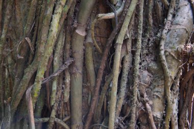 Creepers tropik ağaç kalın gövde kıvrımlıdır. Tropikal.