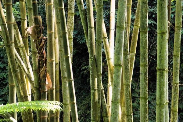 Zielony bambus w tropikalnej dżungli. — Zdjęcie stockowe