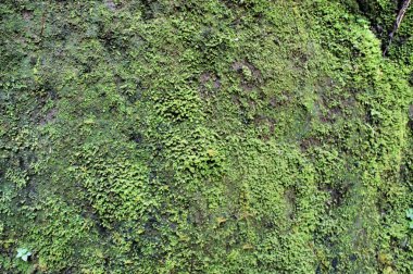 Yeşil yosun ve taş duvarda büyüyen bitkiler. Bitkisel arka plan. Soyutlama.