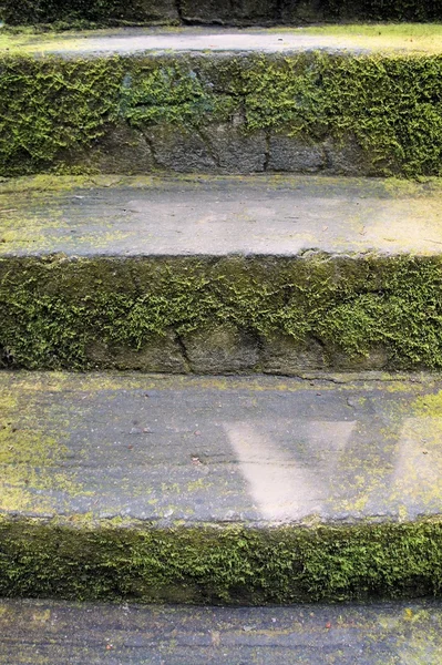 Groene mos groeit op de stenen trappen van de oude trap. Abstractie. — Stockfoto