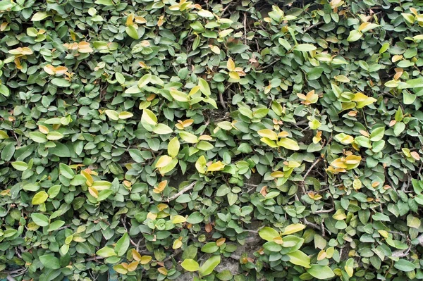 Dense green thicket of tropical ornamental plants. Abstraction. Background. — Stock Photo, Image