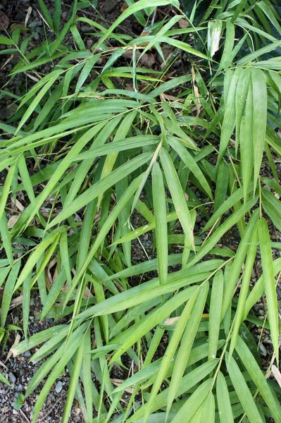 Long, thin leaves of green bamboo. Tropical. background.