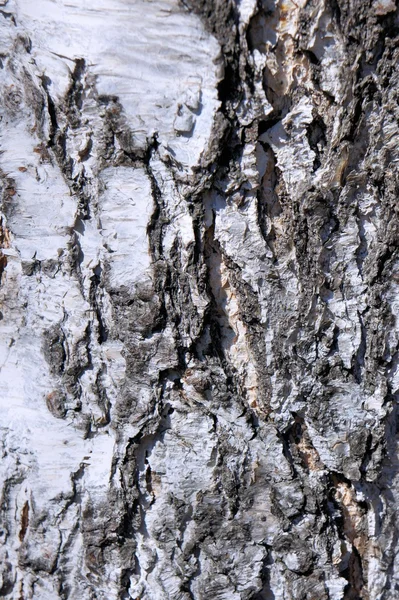 Corteccia spaccata di un vecchio albero. Betulla. Astrazione. Contesto . — Foto Stock