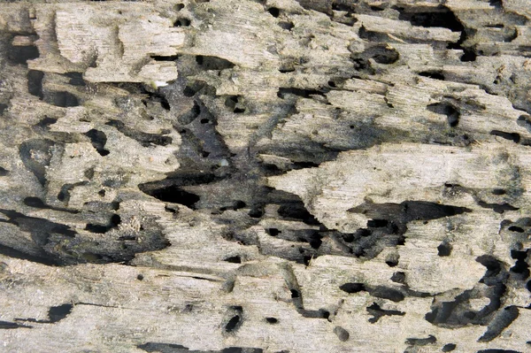 Die Oberfläche von altem Holz, das von Würmern und Insekten gefressen wird. Abstraktion. Hintergrund. — Stockfoto