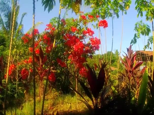 明るい熱帯の花は、風に移動します。フィリピン. — ストック動画