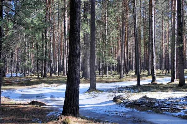 Der letzte Schnee liegt im Frühlingswald. Sibirien. — Stockfoto