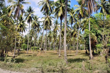 Plantation Hindistan cevizi ağaçlarının. Çiftlik. Filipinler. Palawan Adası.