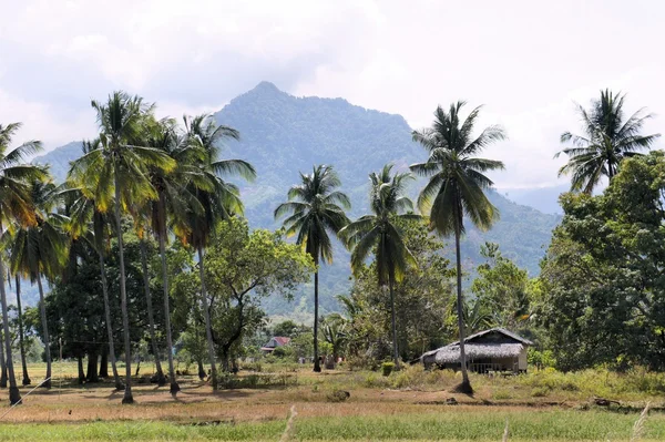Plantación de cocoteros. Granja. Filipinas. Isla de Palawan . —  Fotos de Stock