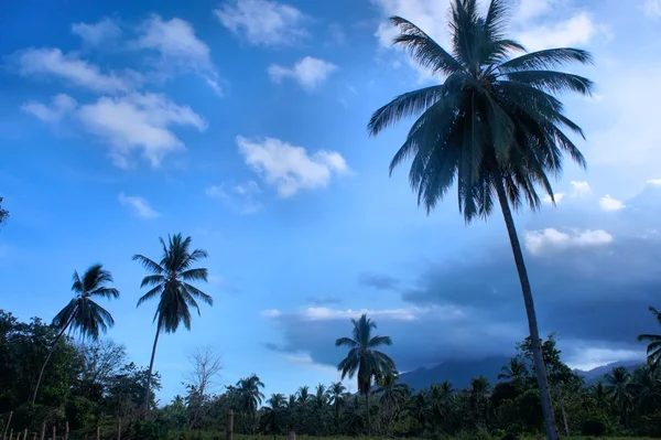 Kokospalmer mot himlen. Tropiskt landskap. Palawan Island. — Stockfoto