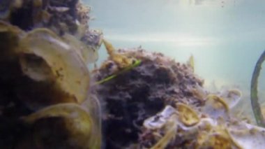 Tüplü Safari. Mercan, kum ve deniz hayat. Filipinler.