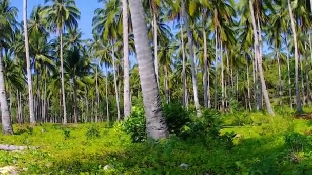 Coral sand. Tropical beach. Philippines. — Stock Video