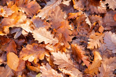 Sonbahar güneşi altında parlayan düşen meşe yapraklarının yatay arkaplanı. Altın tonlar, yumuşak ışık ve doğal dokular sakin ve huzurlu bir orman ortamı yaratır..