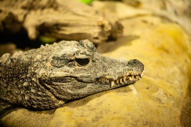 Canlı bir pigme kayman kafasının yakın çekimi, desenli pullarını, keskin özelliklerini ve detaylı bir vahşi yaşam portresindeki yoğun bakışlarını sergiliyor.