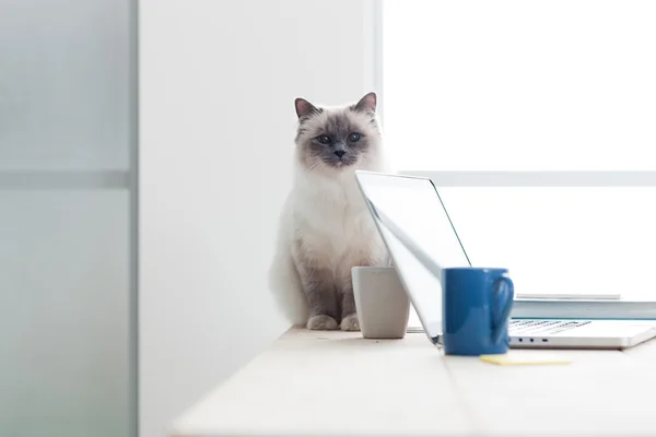 Любимая мягкая кошка, сидящая на рабочем столе — стоковое фото