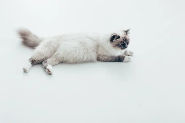 Ładny kot leżący — Zdjęcie stockowe
