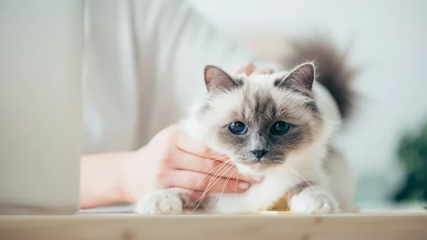 Frau streichelt ihre Katze — Stockfoto