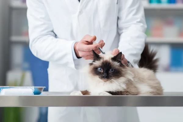 Veterinární lékař, který dává injekci kočce — Stock fotografie