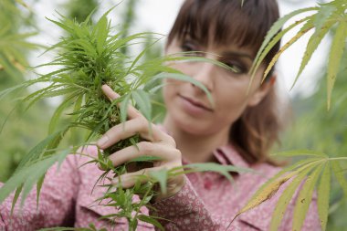 woman in a hemp field checking plants clipart
