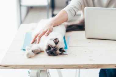 kedi bir masanın üzerinde rahatlatıcı